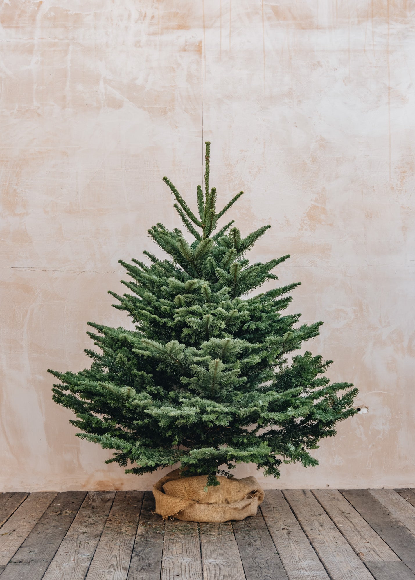 Noble Fir Cut Christmas Trees - 5ft to 8ft