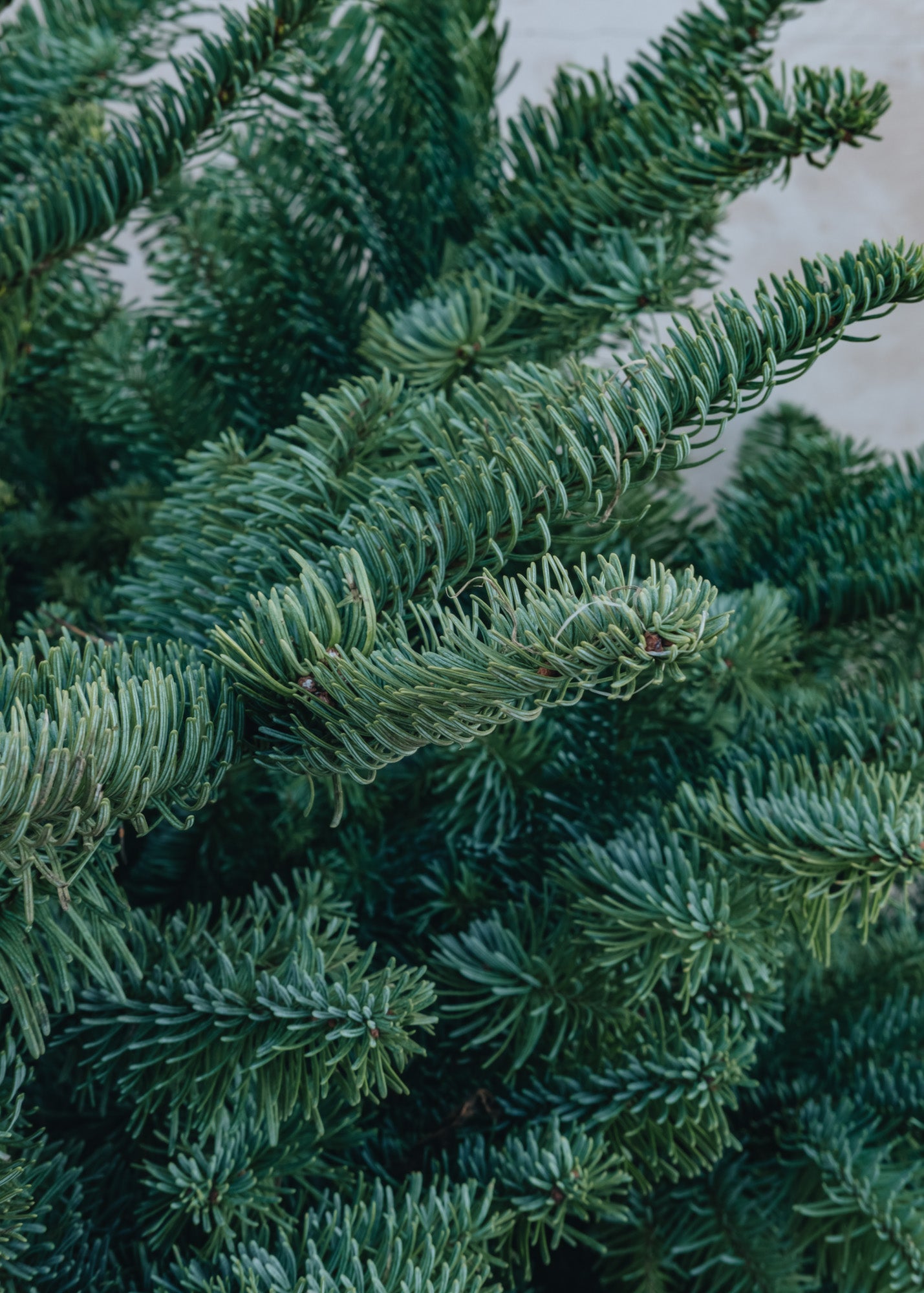 Noble Fir Cut Christmas Trees - 5ft to 8ft