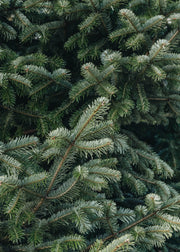 Nordmann Fir Premium Cut Christmas Trees - 10ft plus