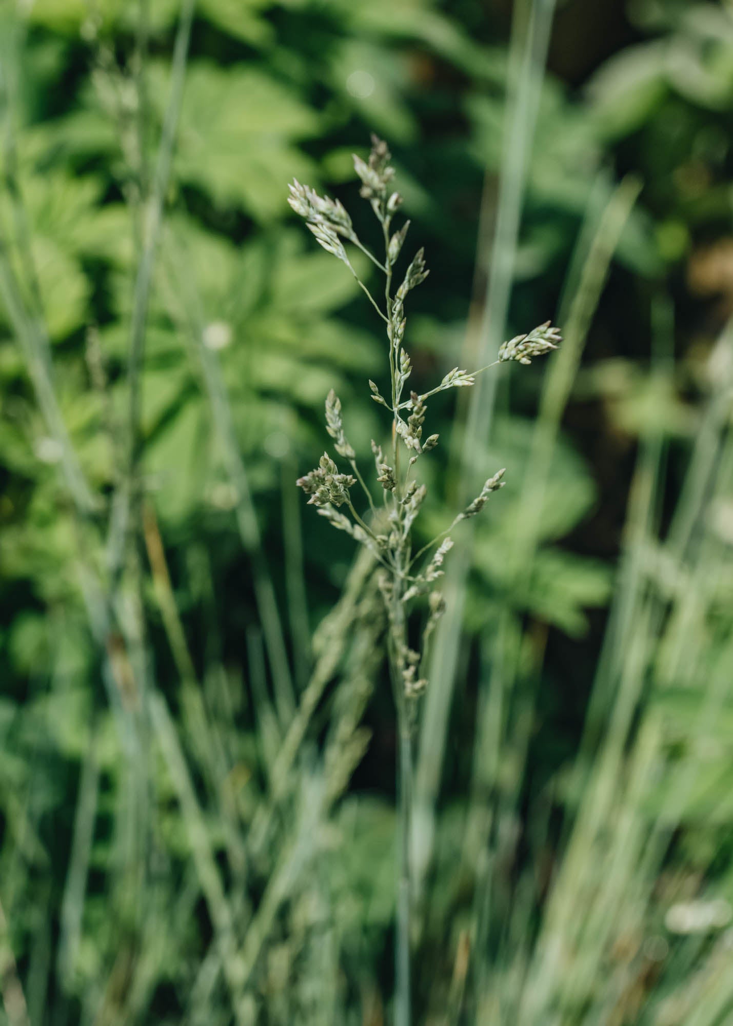 Poa Poa Labillardierei