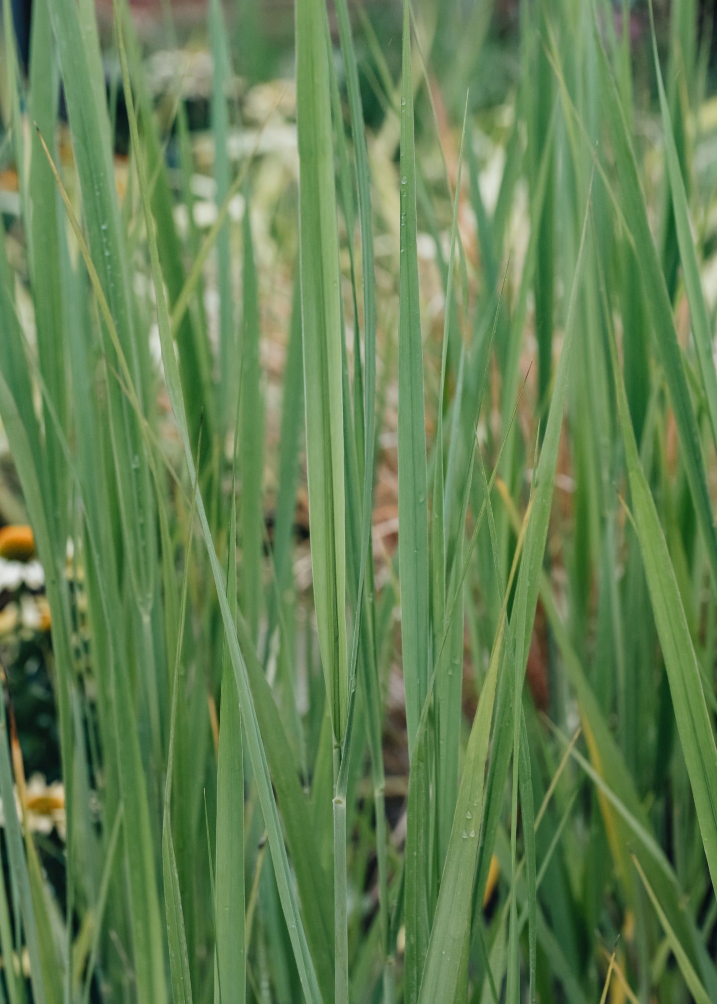 Panicum virgatum Northwind