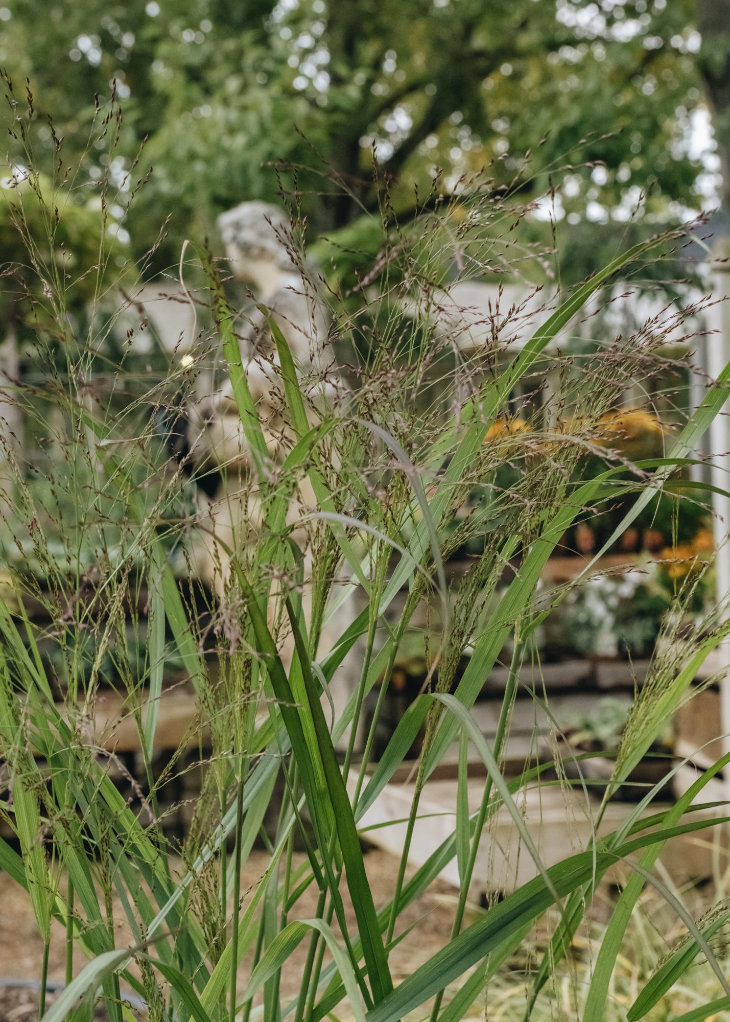 Panicum Panicum Virgatum Squaw, 5L