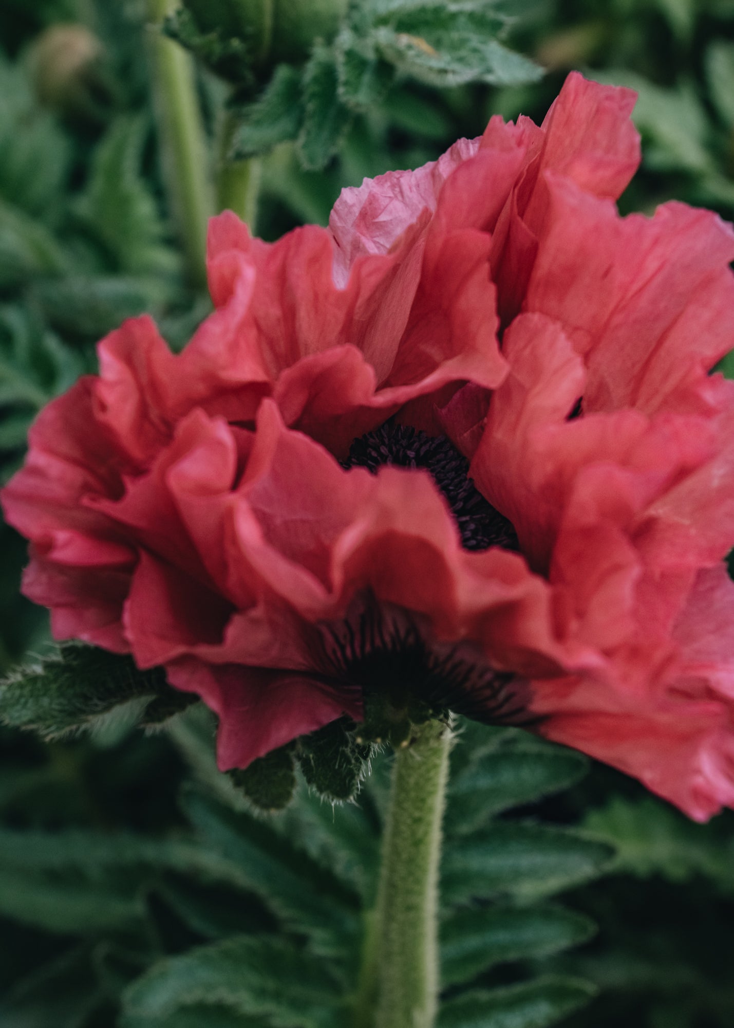 Papaver orientale Pink Perfection