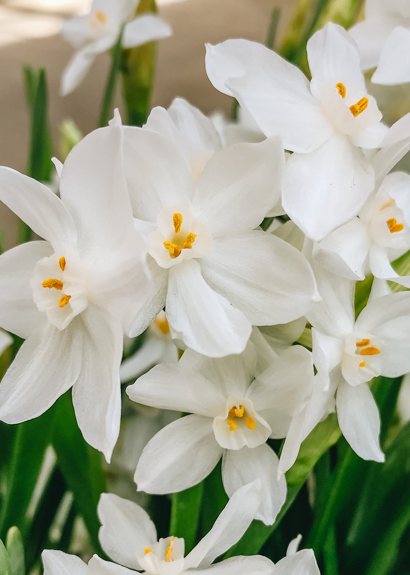 Indoor Narcissus Paperwhite Grandiflora Ziva Bulbs