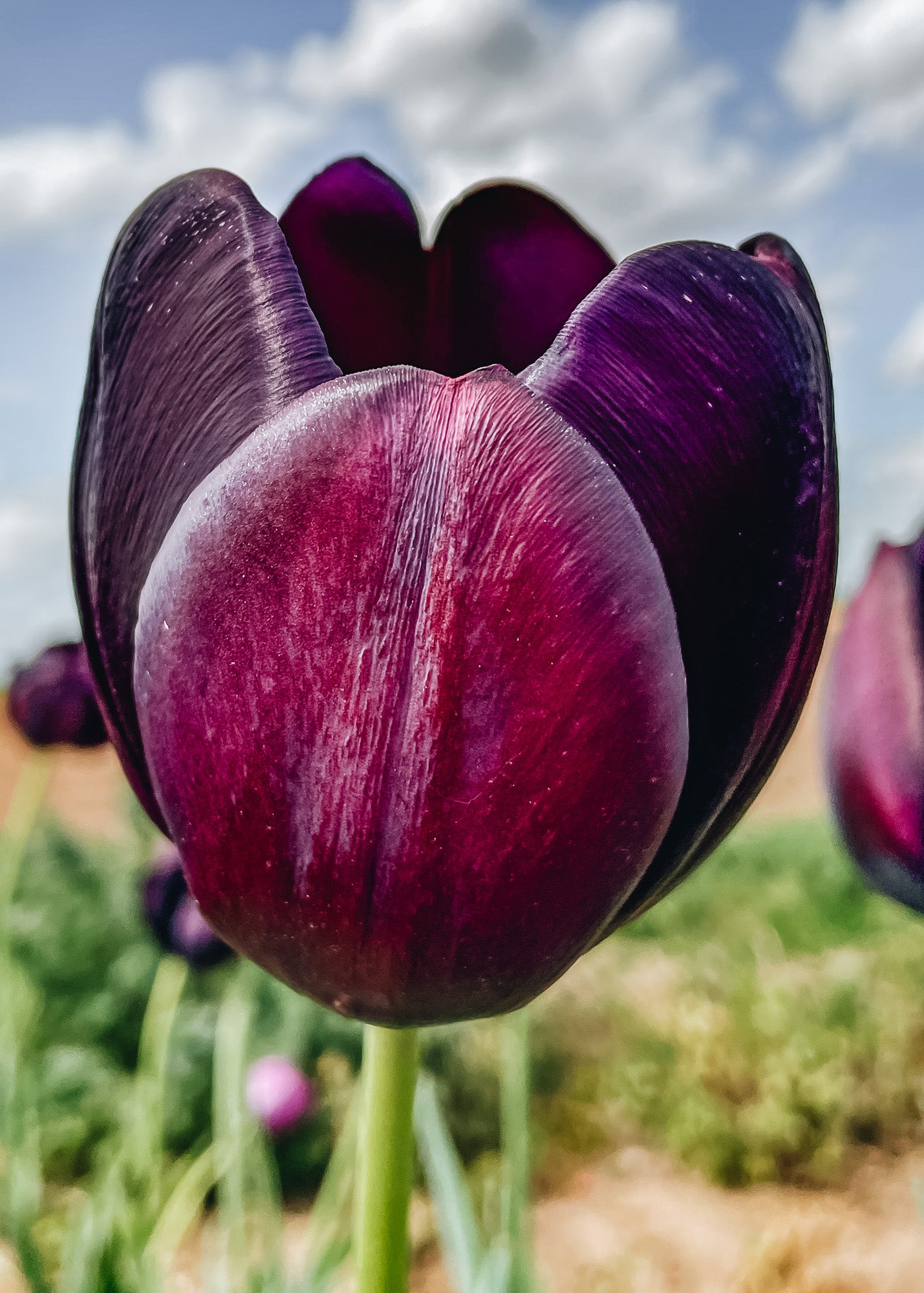 Tulipa Paul Scherer Bulbs