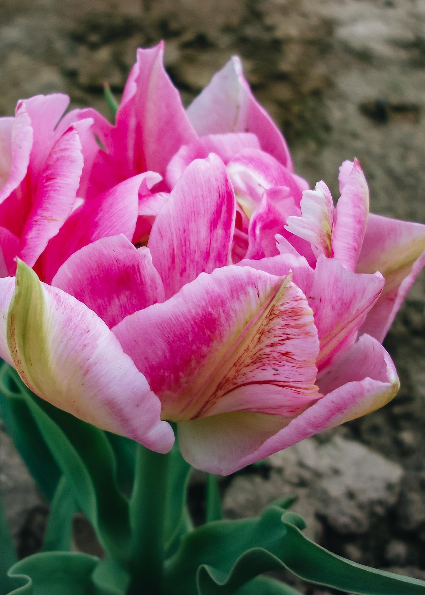 Tulipa Peach Blossom Bulbs