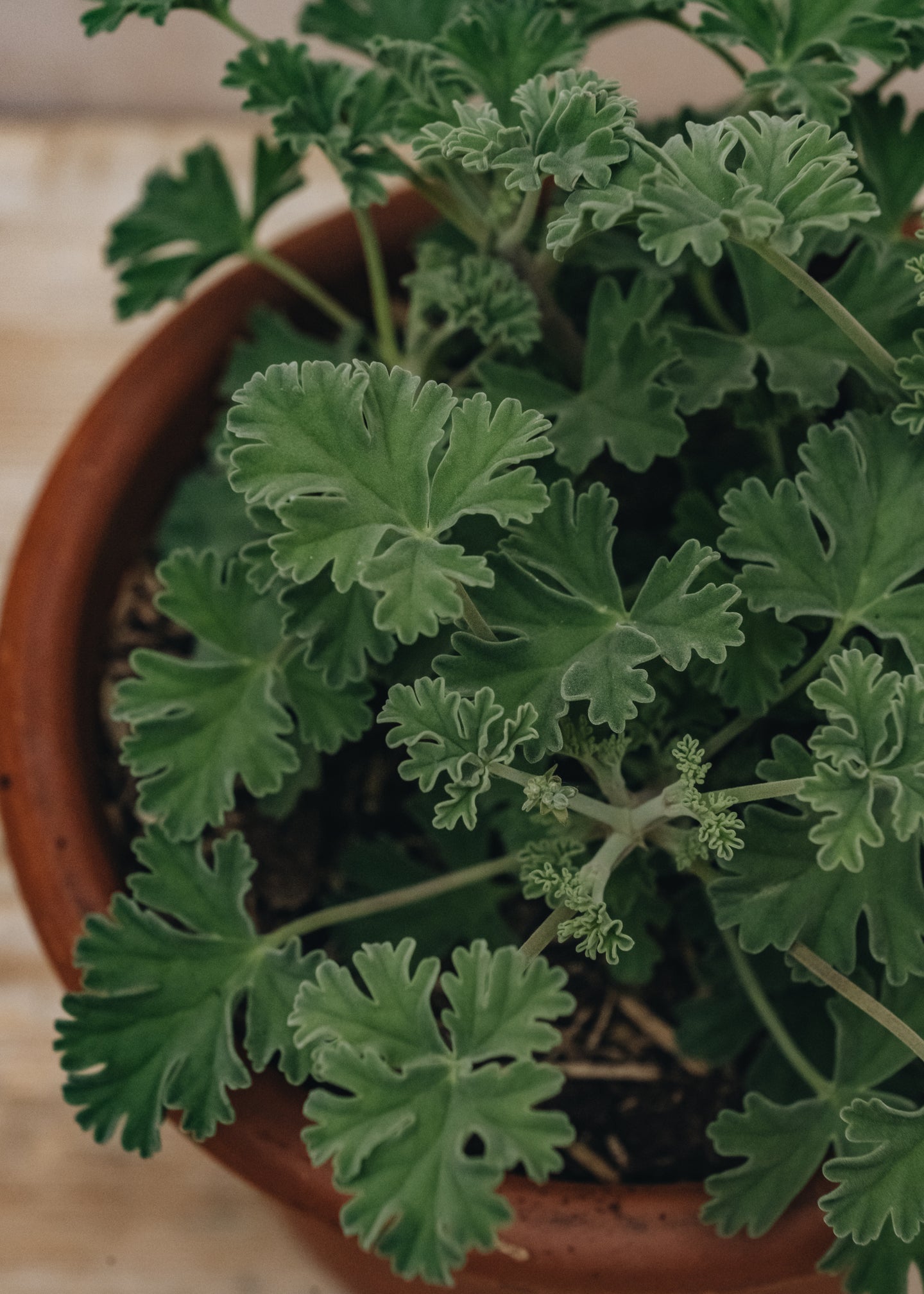 Fibrex Pelargonium Ardwick Cinnamon in Terracotta Pot