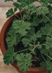 Fibrex Pelargonium Ardwick Cinnamon in Terracotta Pot