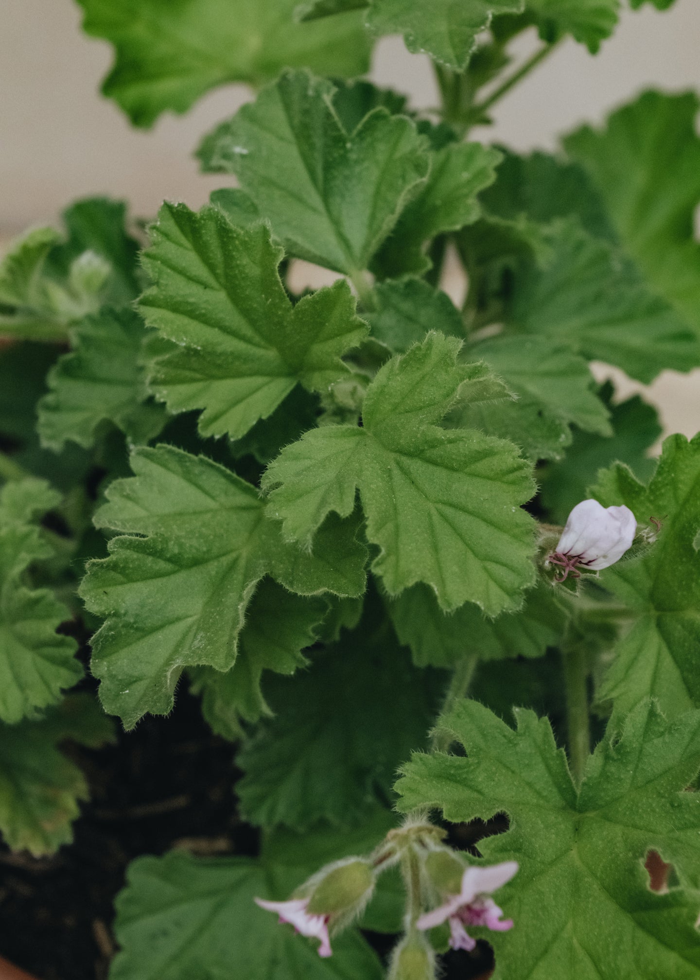 Fibrex Pelargonium Attar of Roses in Terracotta Pot