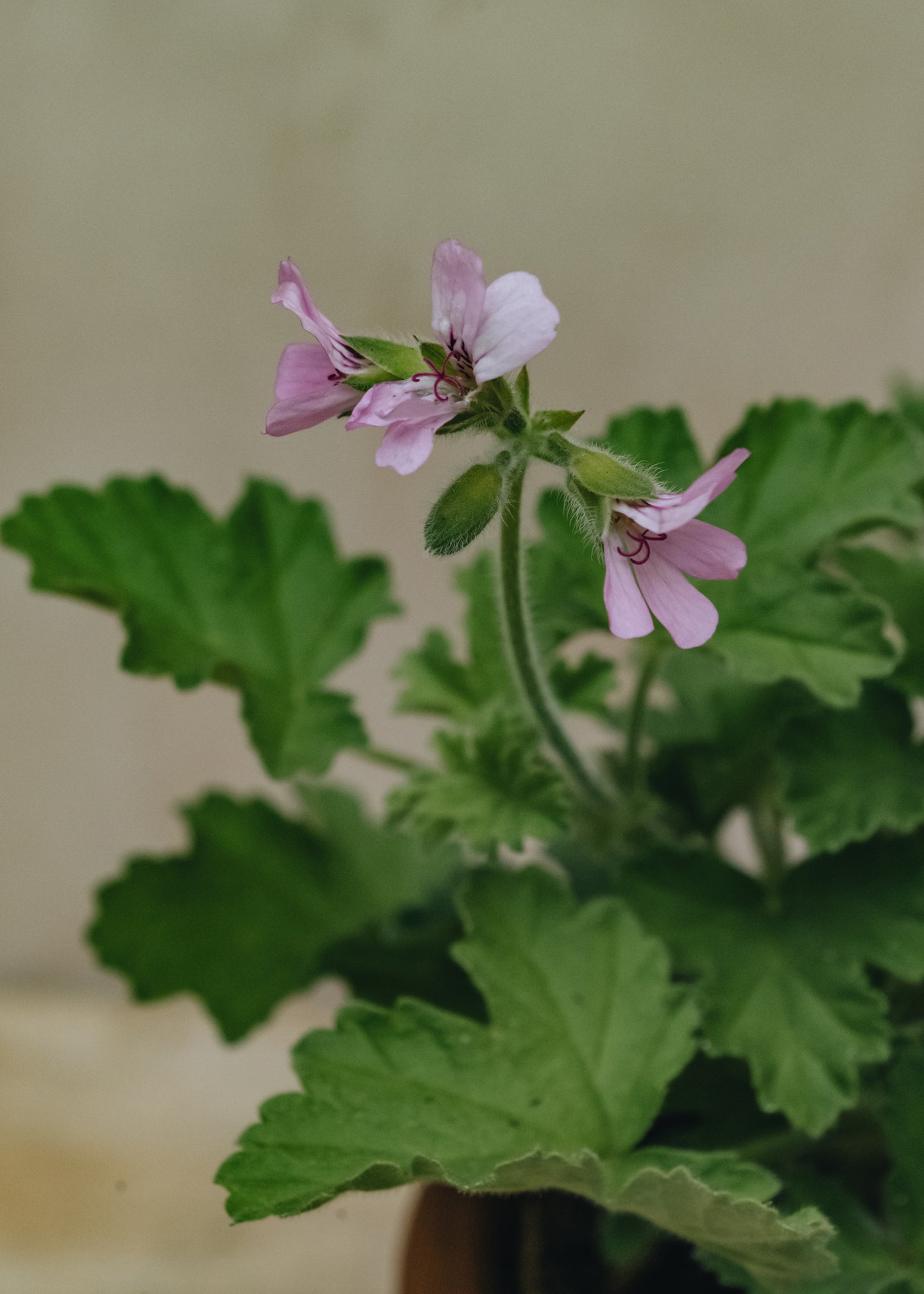 Pelargonium Attar of Roses in Terracotta Pot