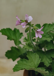 Fibrex Pelargonium Attar of Roses in Terracotta Pot