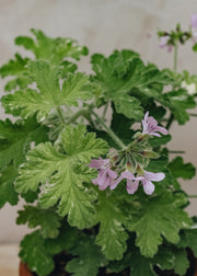 Pelargonium Boths Snowflake in Terracotta Pot