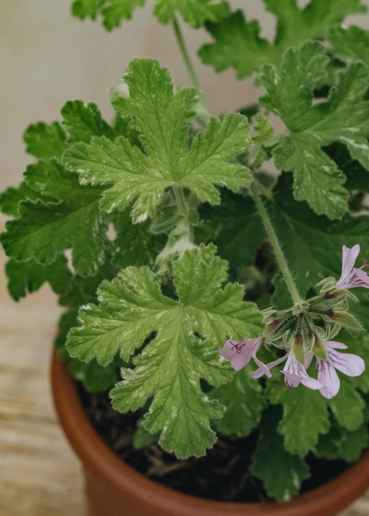 Fibrex Pelargonium Boths Snowflake in Terracotta Pot