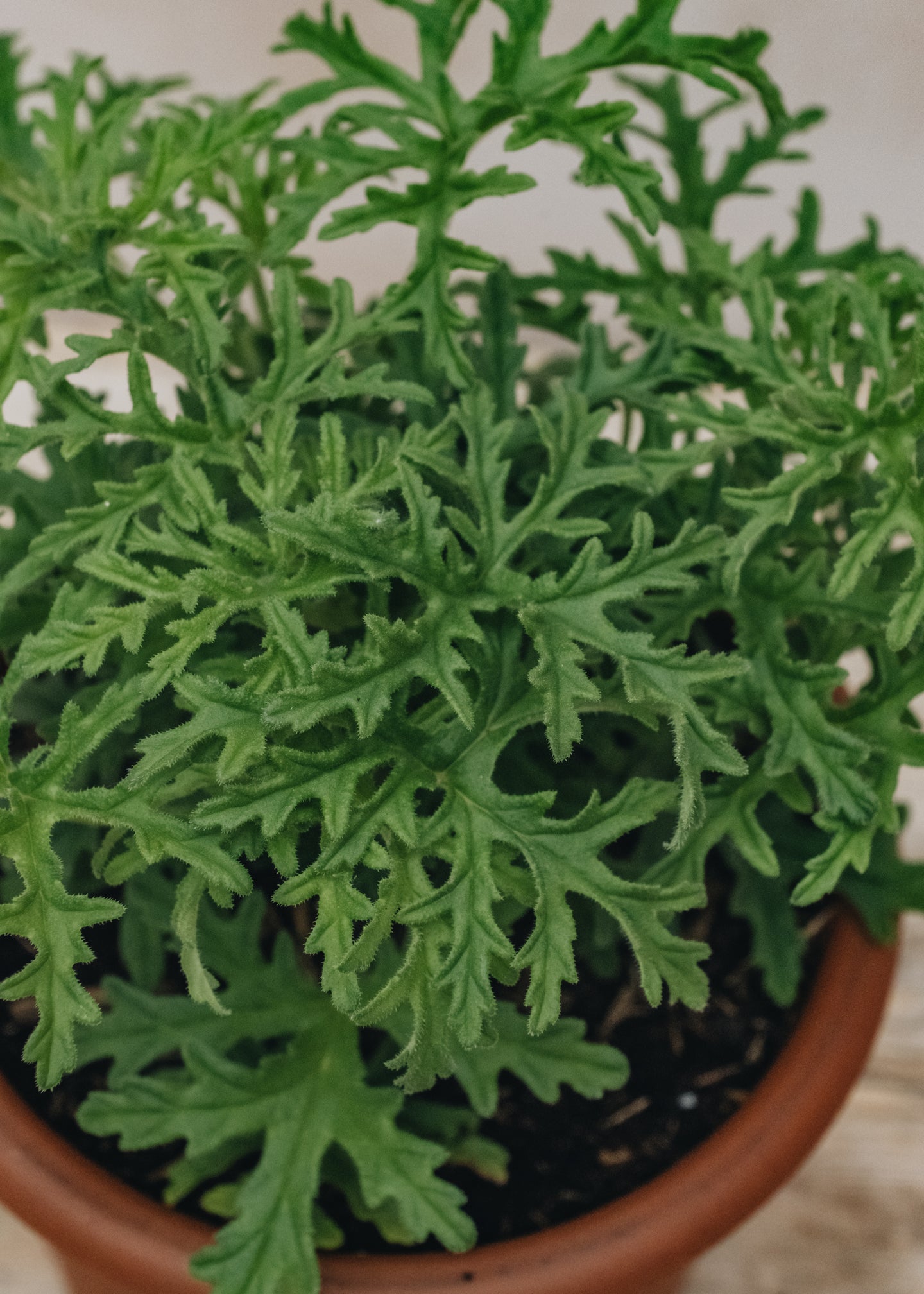 Pelargonium Candy Dancer in Terracotta Pot