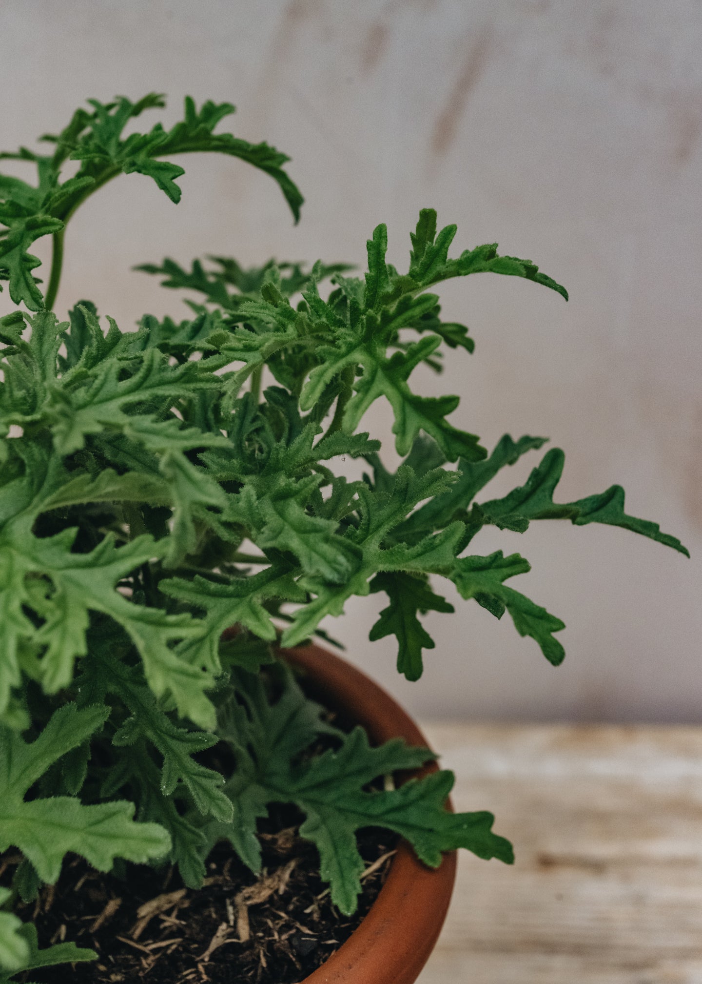 Pelargonium Candy Dancer in Terracotta Pot