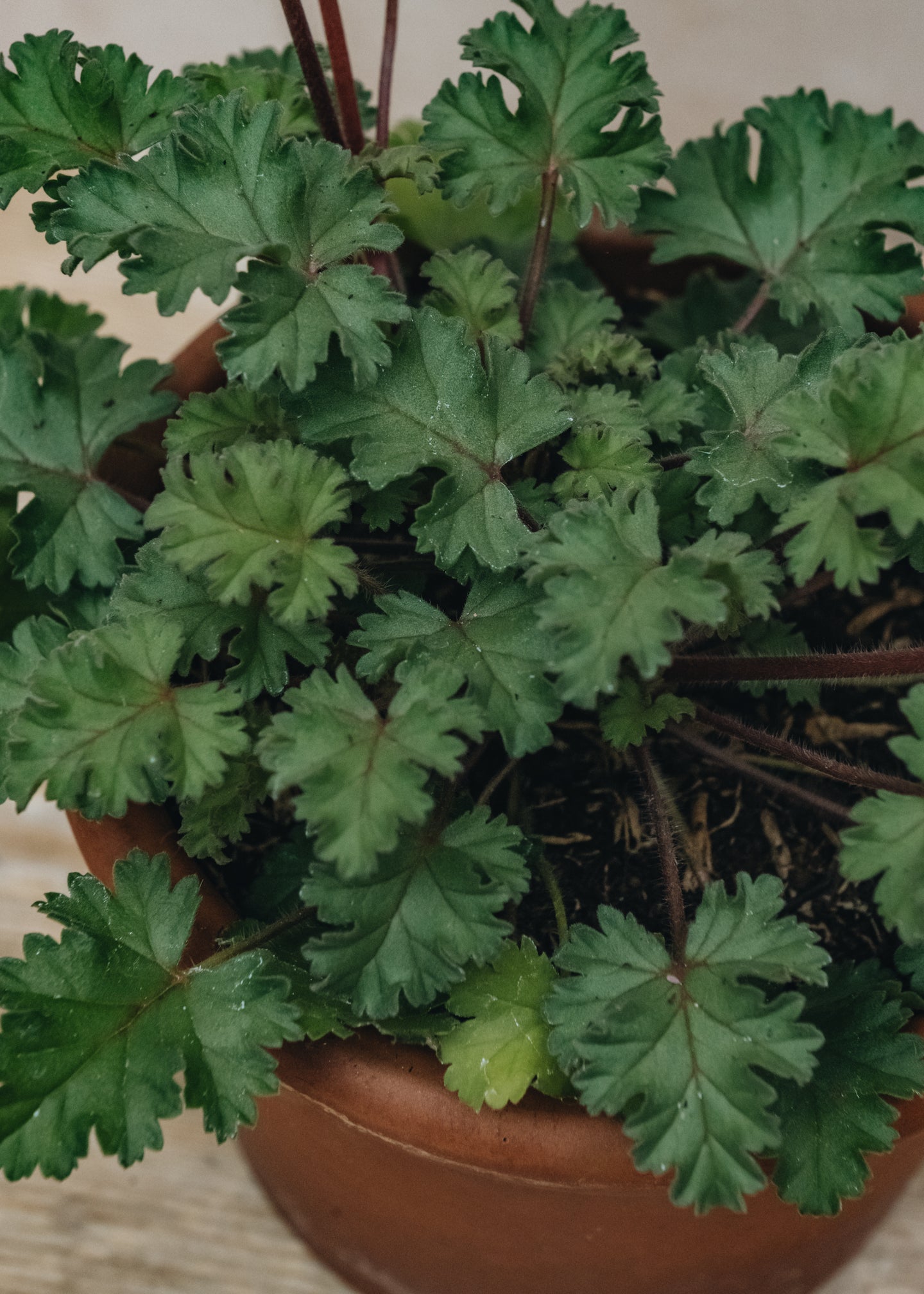 Pelargonium Deerwood Lavender Lad in Terracotta Pot