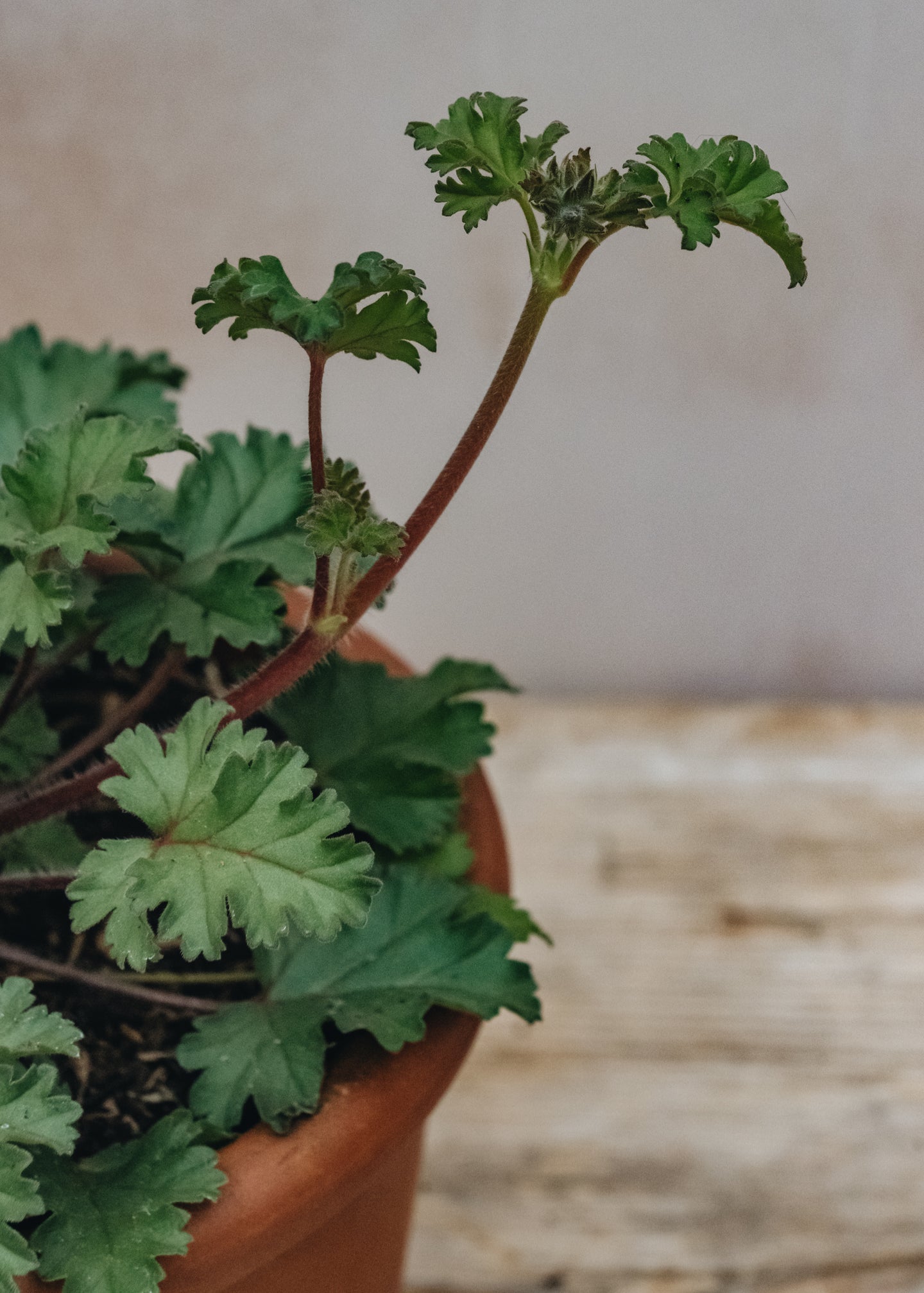 Pelargonium Deerwood Lavender Lad in Terracotta Pot