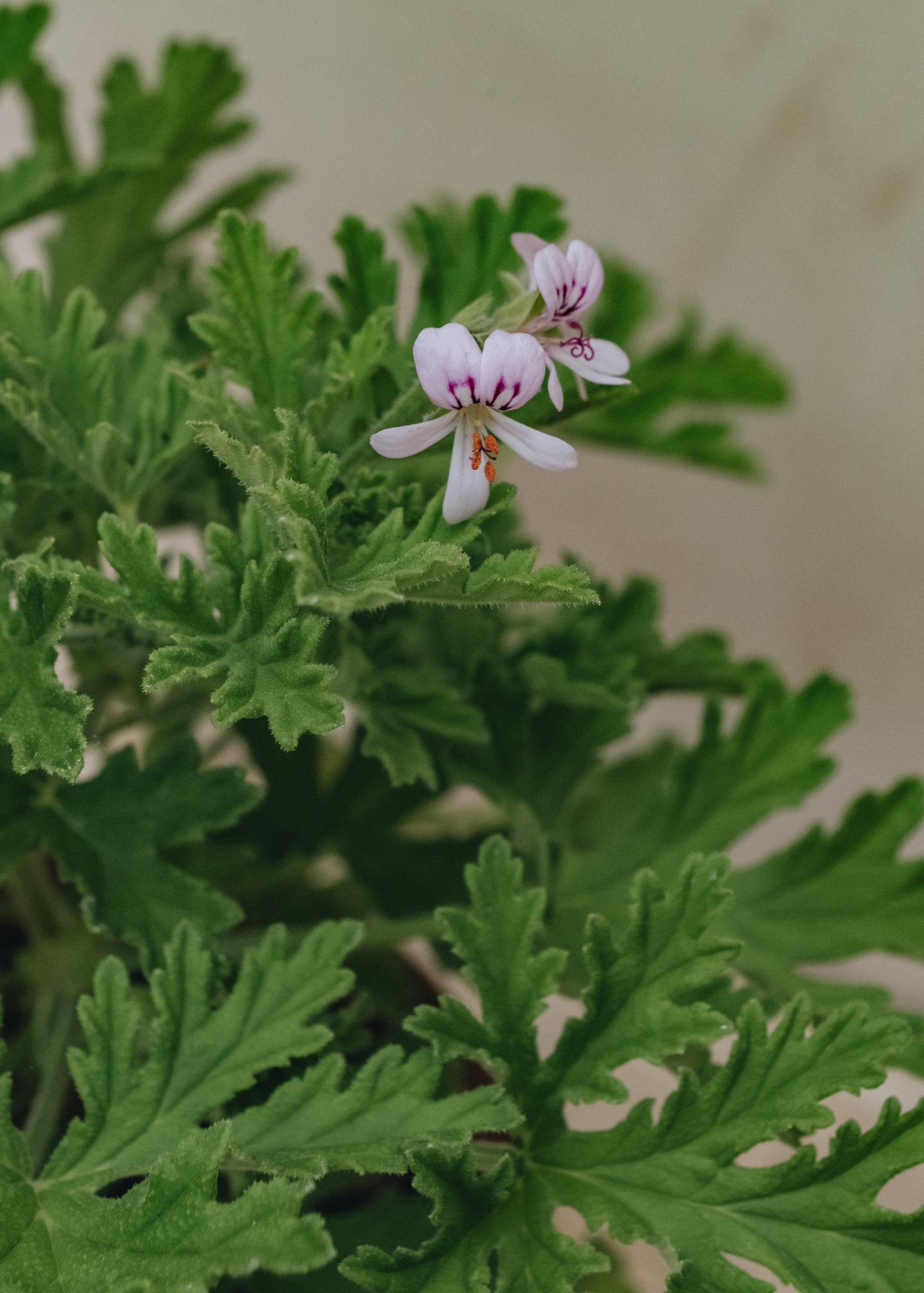 Fibrex Pelargonium Gravelons in Terracotta Pot