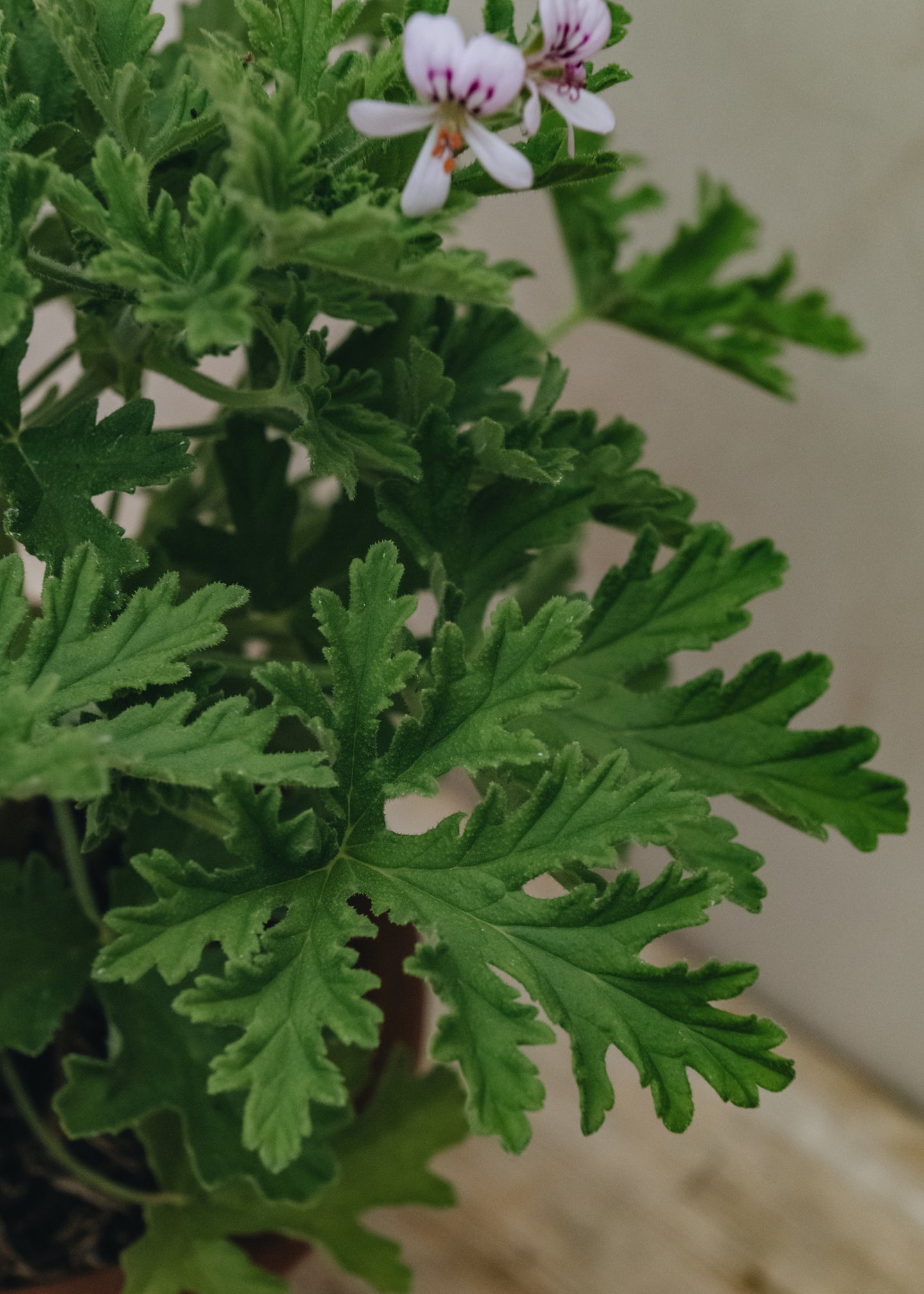 Pelargonium Gravelons in Terracotta Pot