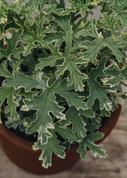 Pelargonium Grey Lady Plymouth in Terracotta Pot