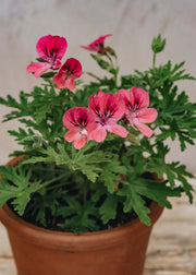 Pelargonium Lara Starshine in Terracotta Pot