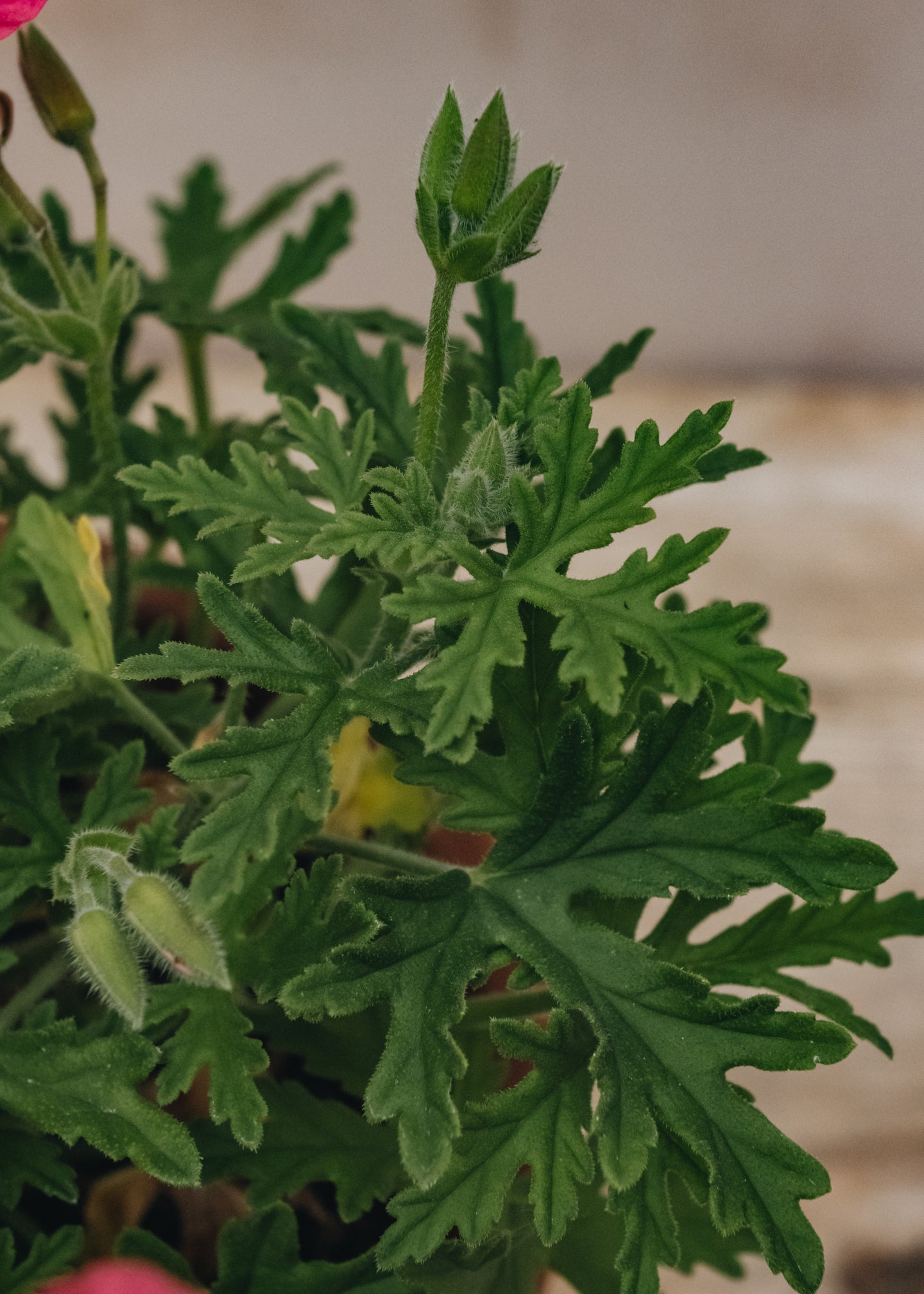 Fibrex Pelargonium Lara Starshine in Terracotta Pot