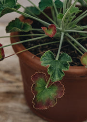 Pelargonium Lavender Lindy in Terracotta Pot