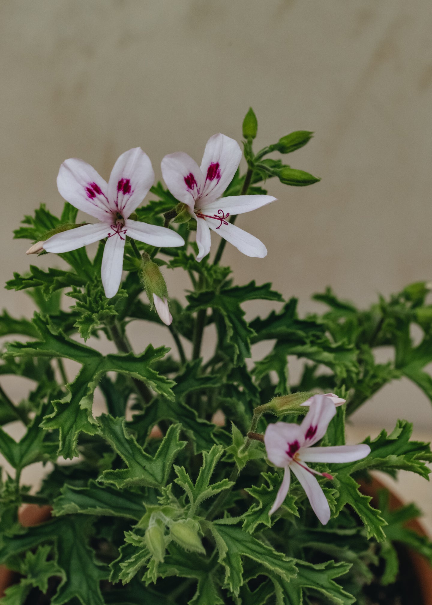 Fibrex Pelargonium Lemon Kiss in Terracotta Pot