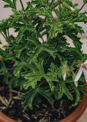 Fibrex Pelargonium Lemon Kiss in Terracotta Pot