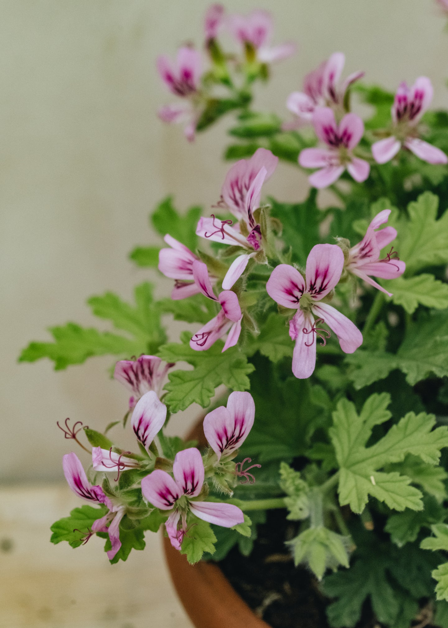 Fibrex Pelargonium Little Gem in Terracotta Pot