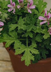 Fibrex Pelargonium Little Gem in Terracotta Pot