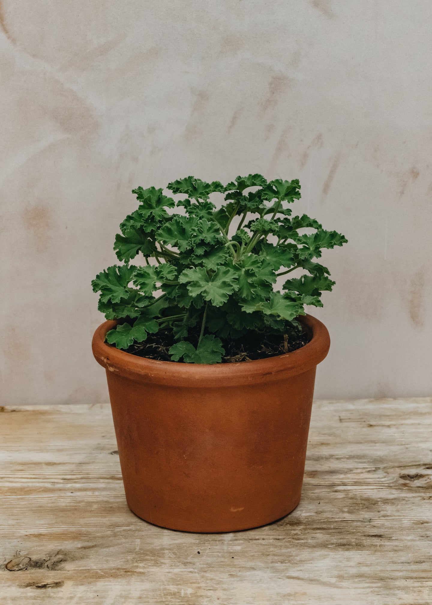 Fibrex Pelargonium Old Spice in Terracotta Pot