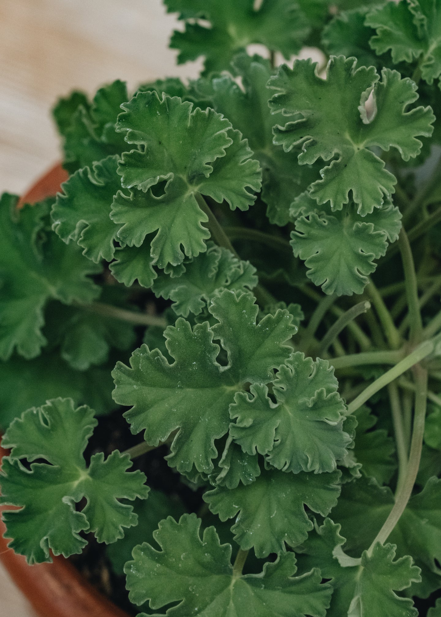 Fibrex Pelargonium Old Spice in Terracotta Pot