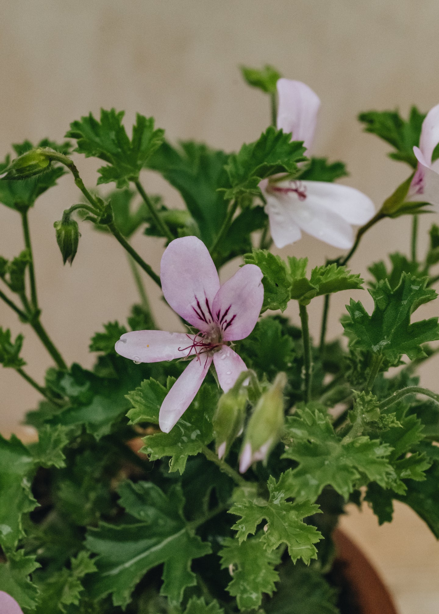 Fibrex Pelargonium Prince of Orange in Terracotta Pot