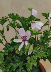 Pelargonium Prince of Orange in Terracotta Pot