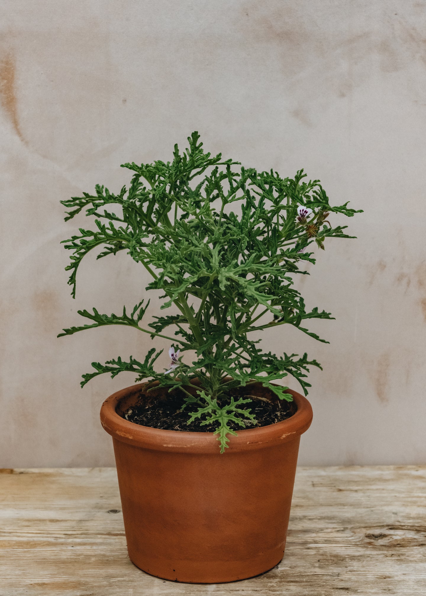 Fibrex Pelargonium Radula in Terracotta Pot