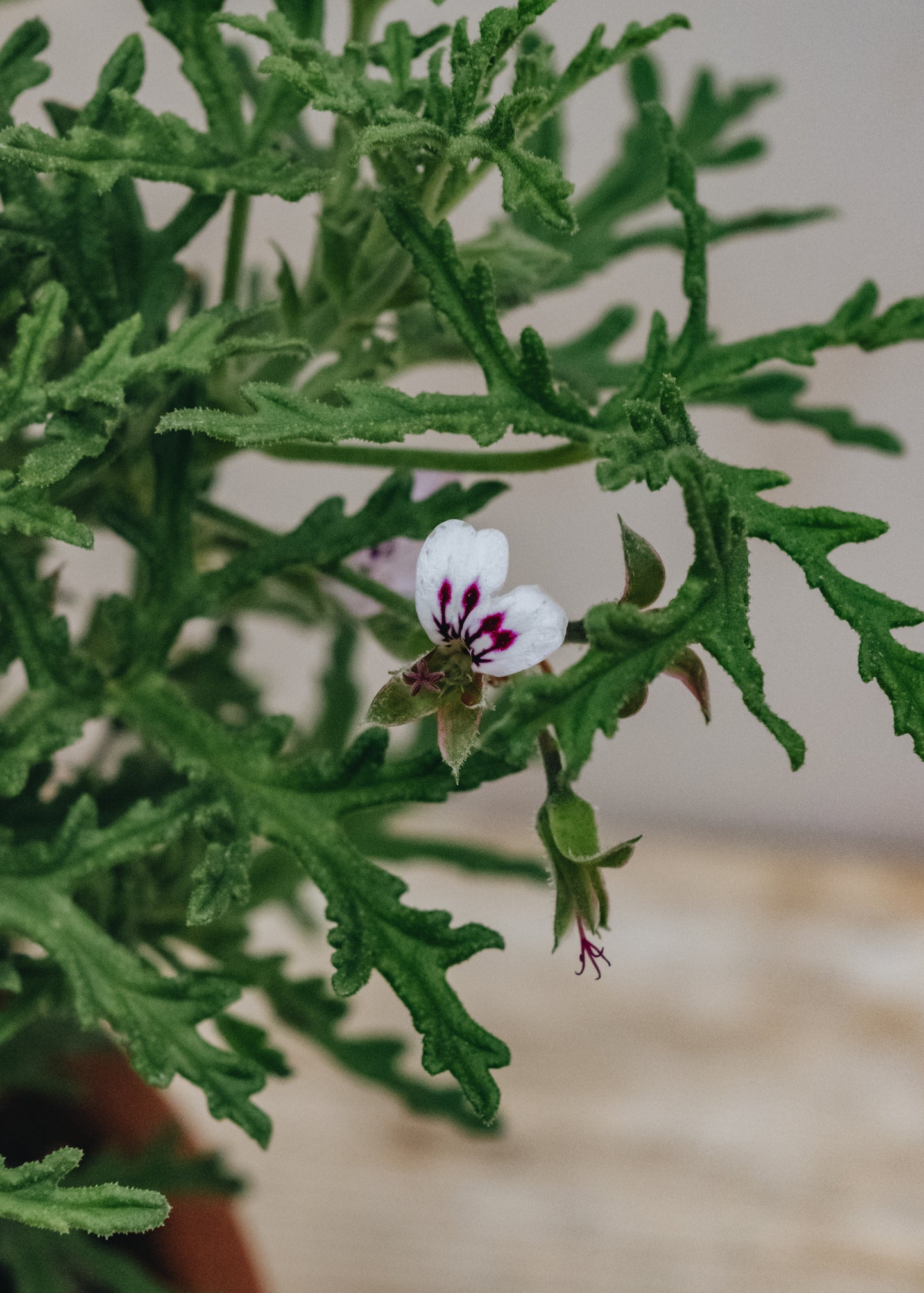 Fibrex Pelargonium Radula in Terracotta Pot