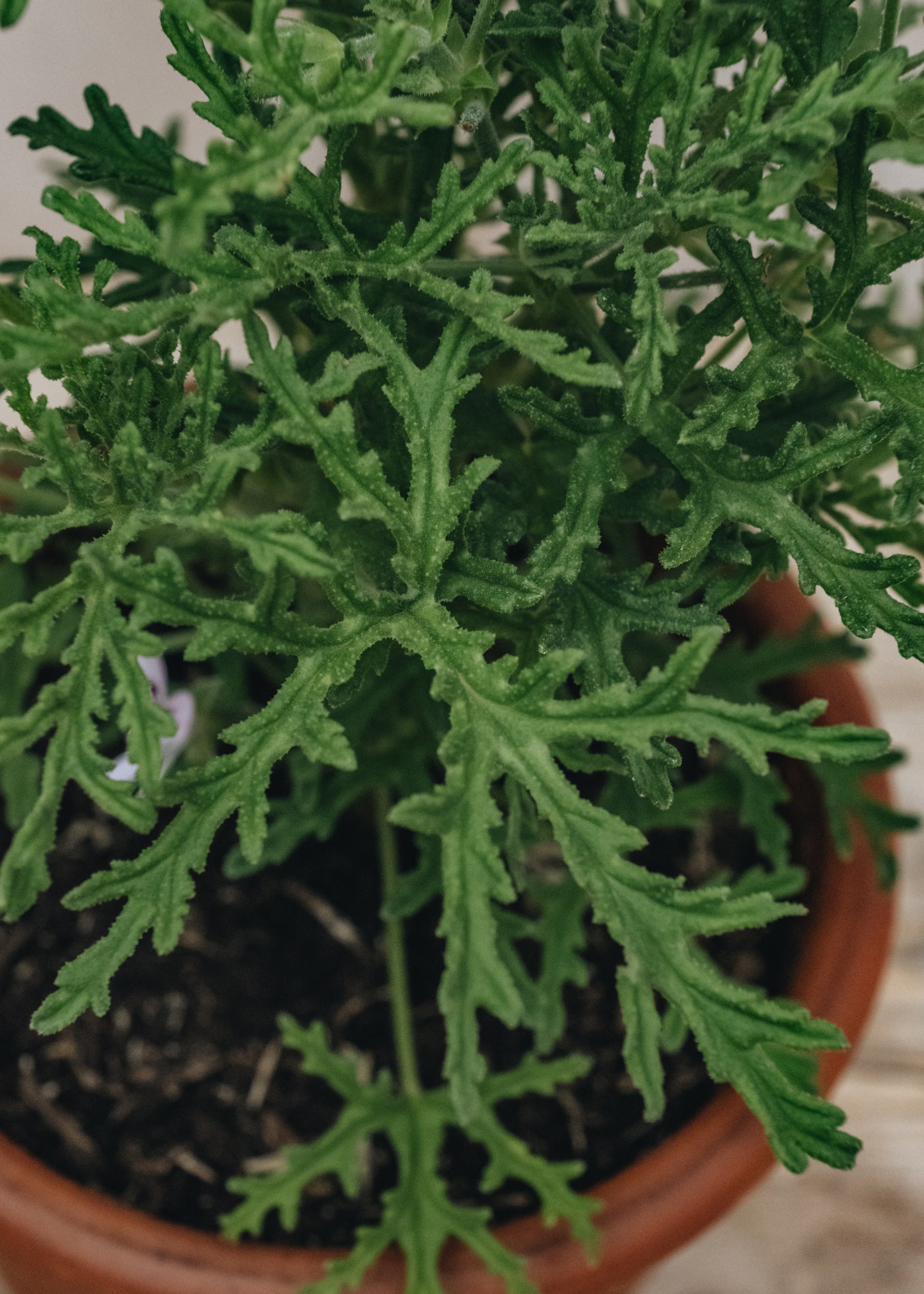 Pelargonium Radula in Terracotta Pot