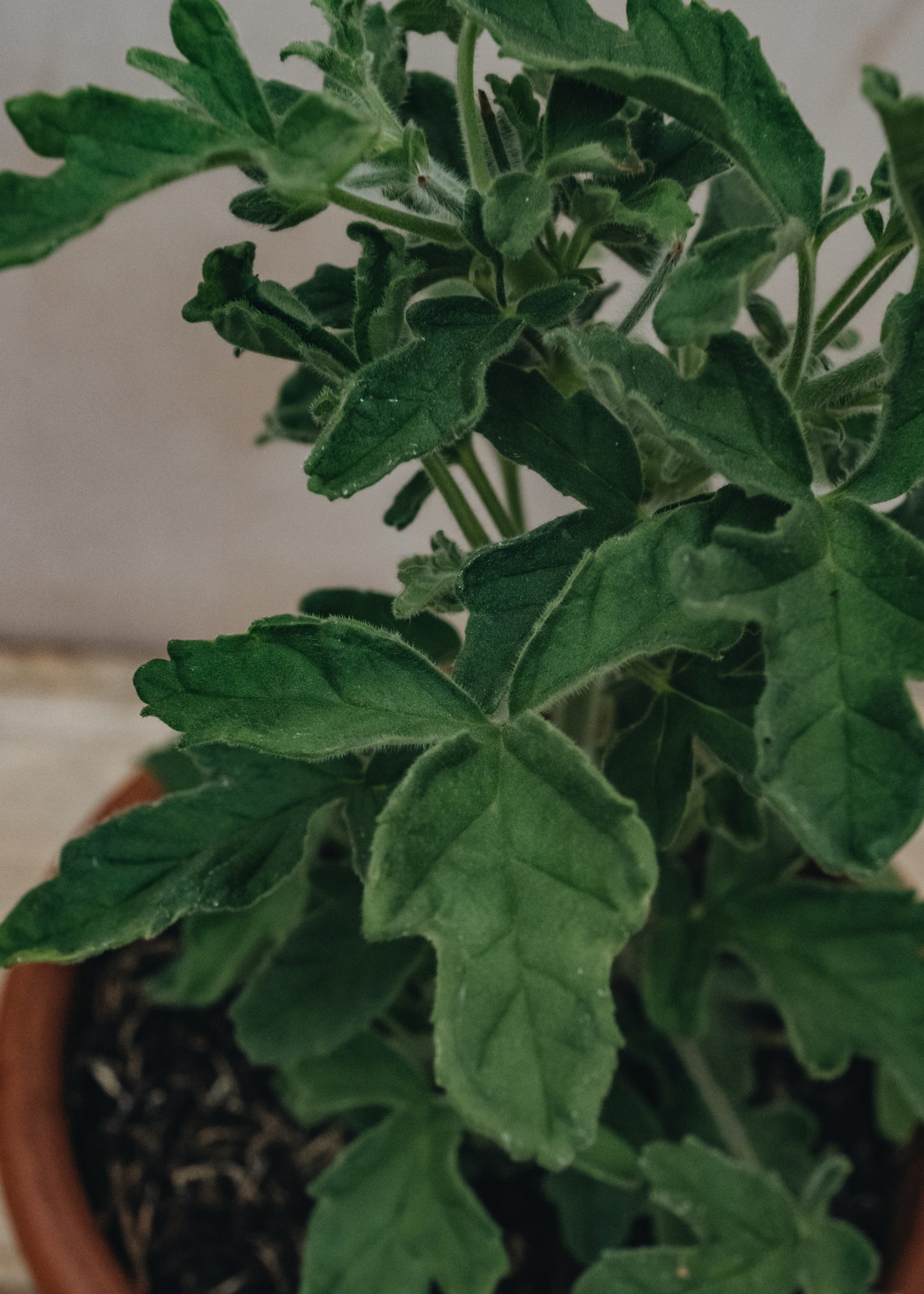 Fibrex Pelargonium Robers Lemon Rose in Terracotta Pot