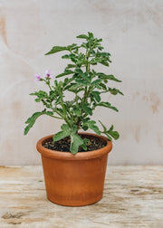 Fibrex Pelargonium Robers Lemon Rose in Terracotta Pot