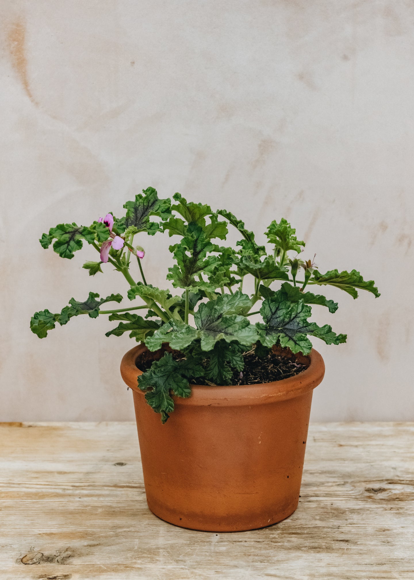 Fibrex Pelargonium Royal Oak in Terracotta Pot