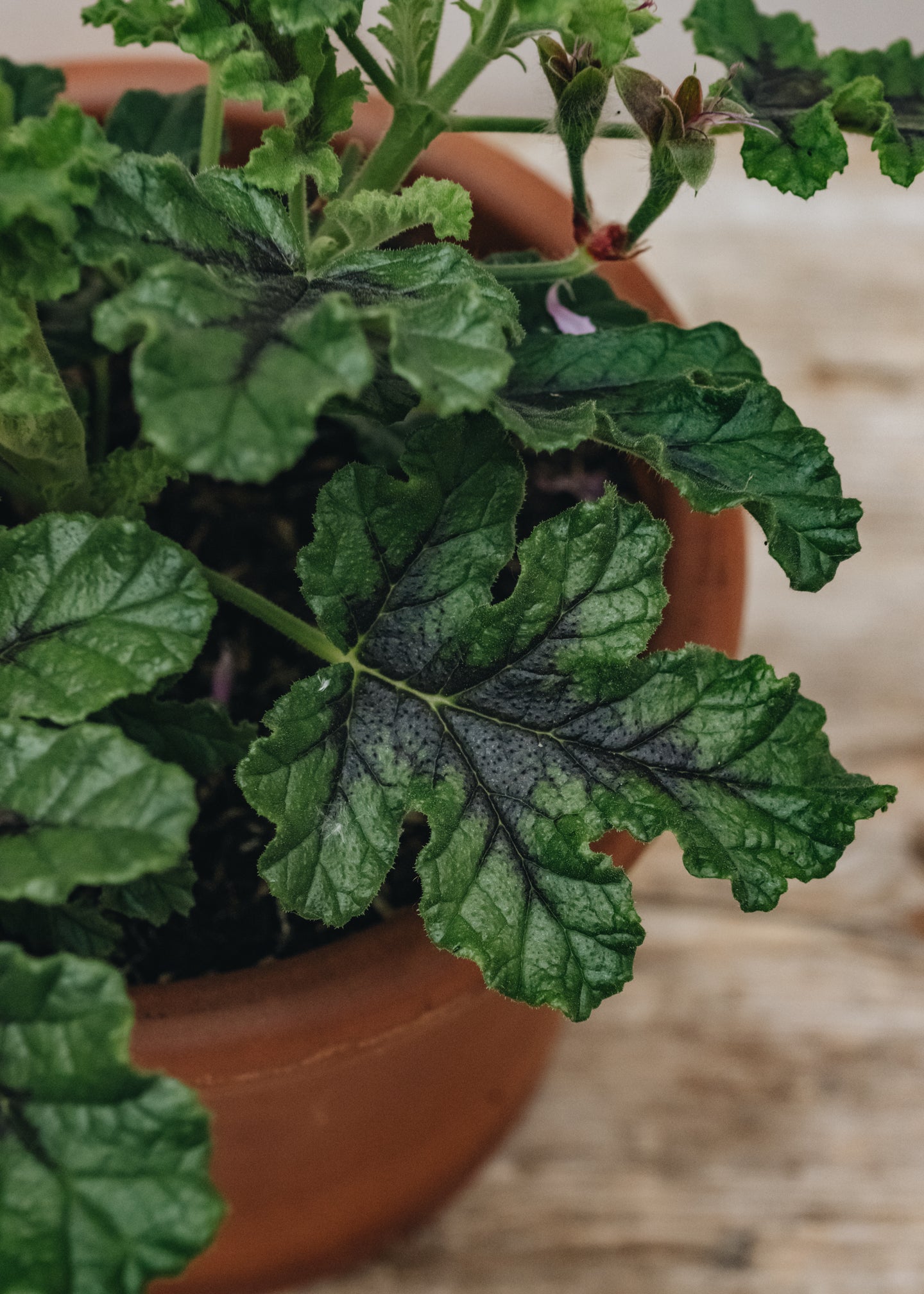 Pelargonium Royal Oak in Terracotta Pot