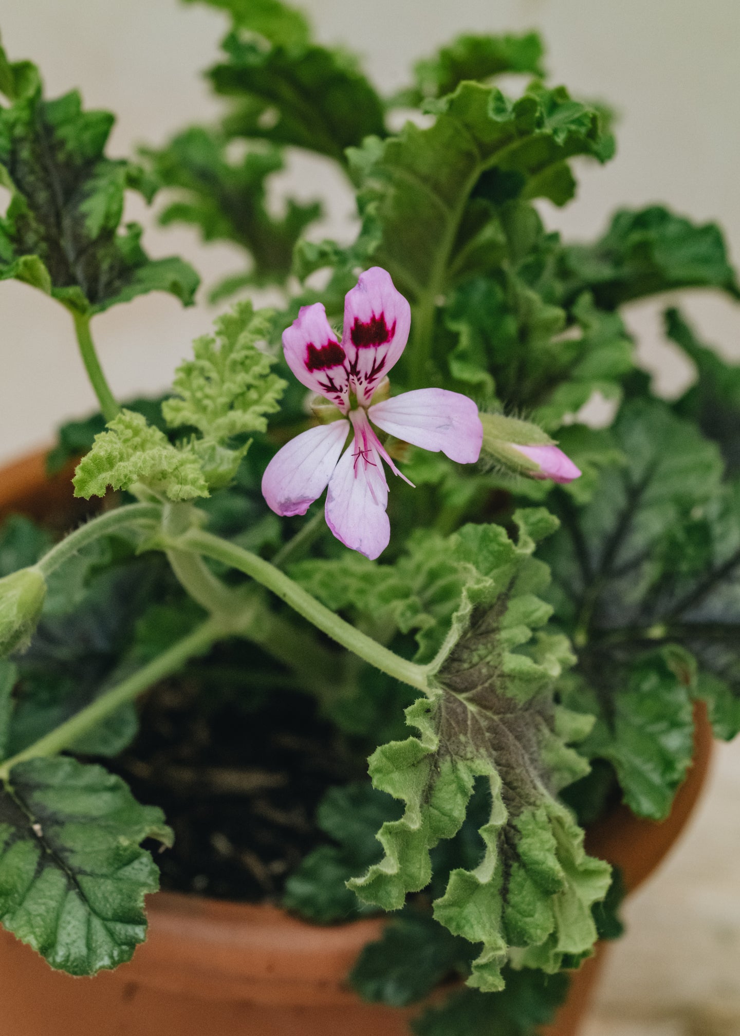 Pelargonium Royal Oak in Terracotta Pot