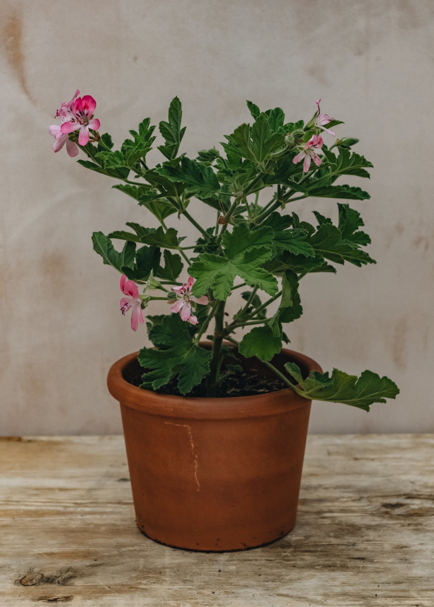 Fibrex Pelargonium Sweet Mimosa in Terracotta Pot