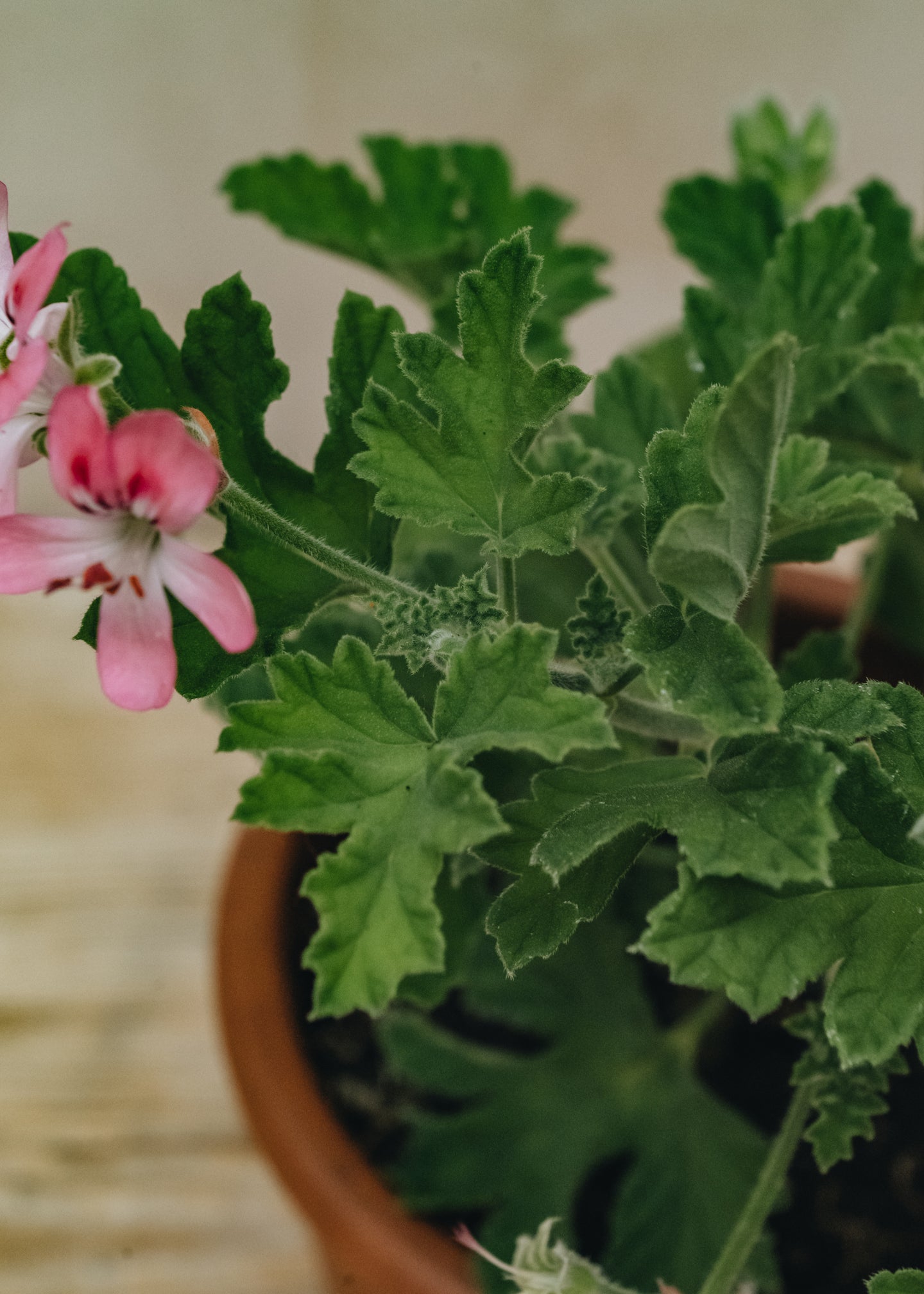 Fibrex Pelargonium Sweet Mimosa in Terracotta Pot