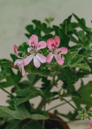 Fibrex Pelargonium Sweet Mimosa in Terracotta Pot