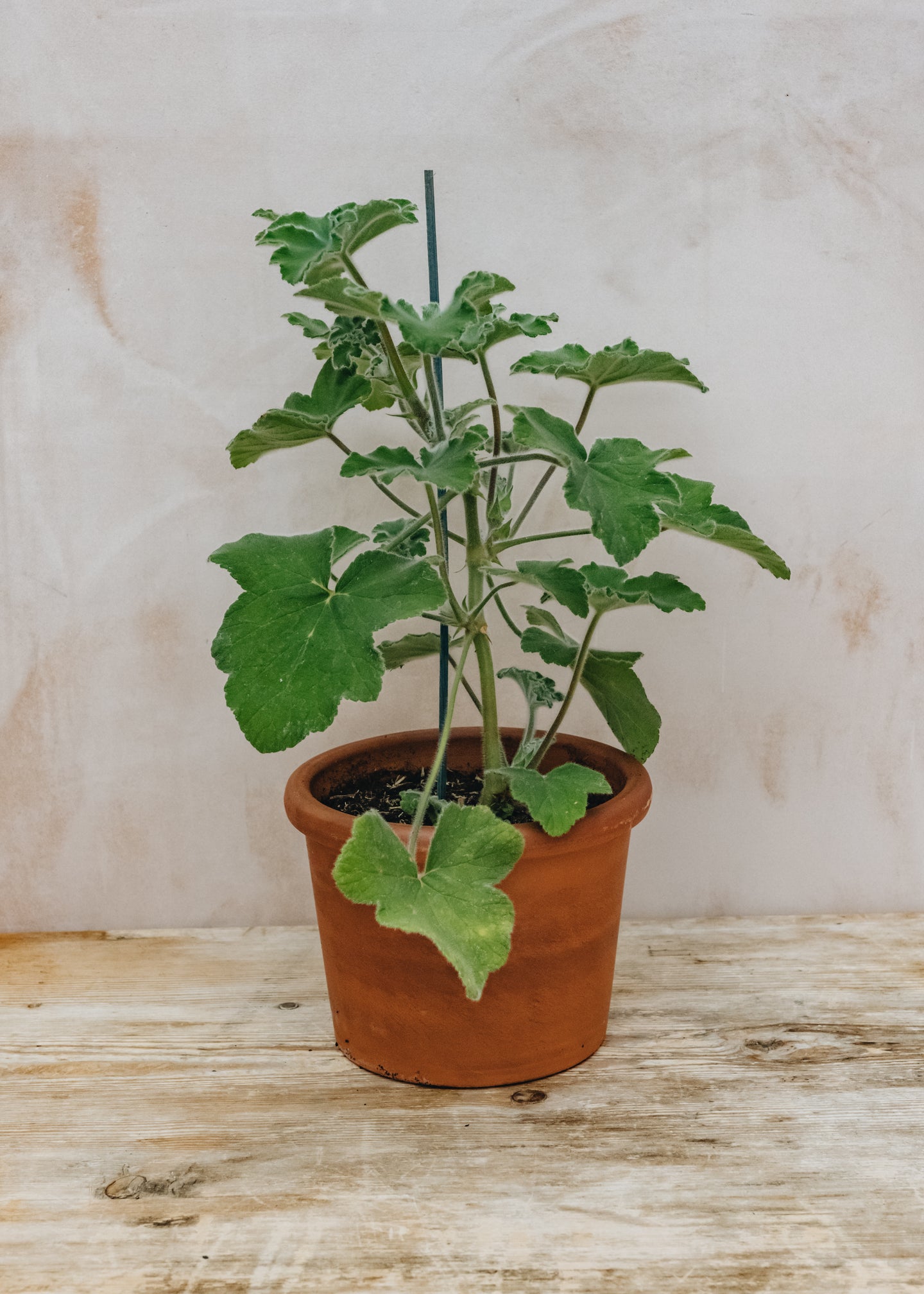 Fibrex Pelargonium Tomentosum in Terracotta Pot