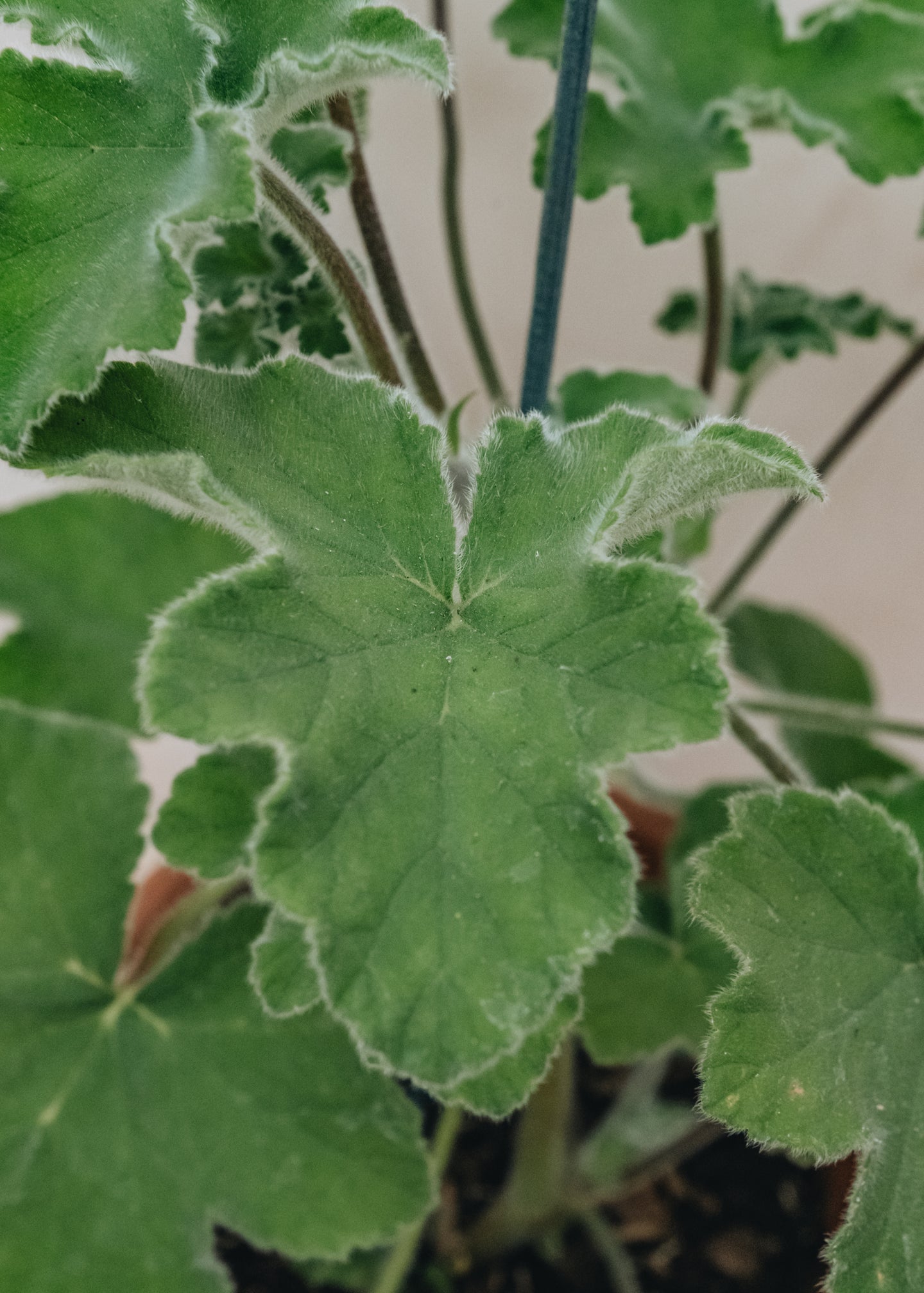 Pelargonium Tomentosum in Terracotta Pot