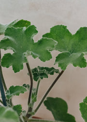 Fibrex Pelargonium Tomentosum in Terracotta Pot