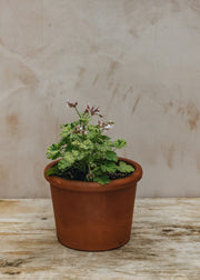 Fibrex Pelargonium Variegated Fragrans in Terracotta Pot